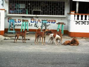 One of the many packs of stray dogs hanging out in front of "The Gold & Diamond Snackette and Bar"